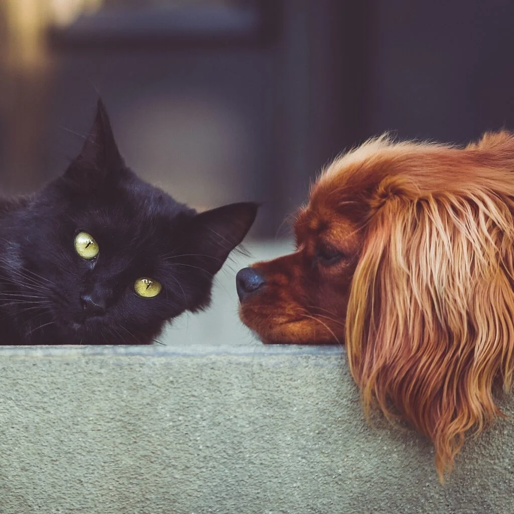 Endocannabinoid-System-In-Dogs-And-Cats